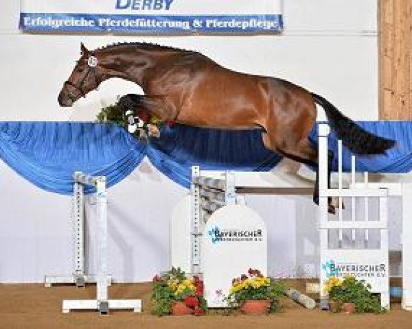 Deckhengst Torquino (Westfale, 2012, von Tornesch)