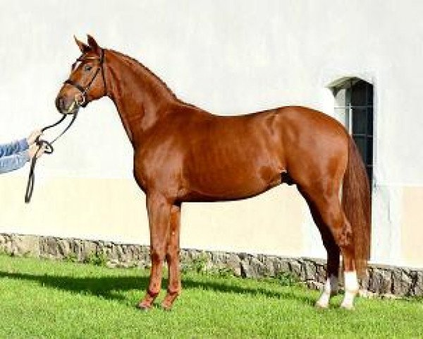 horse Mtm Page 6 (German Sport Horse, 2012, from Sergeant Pepper I)