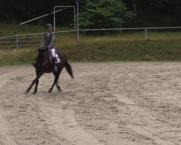 Reitturnier Lgl.-Oberhain, B95 2021
