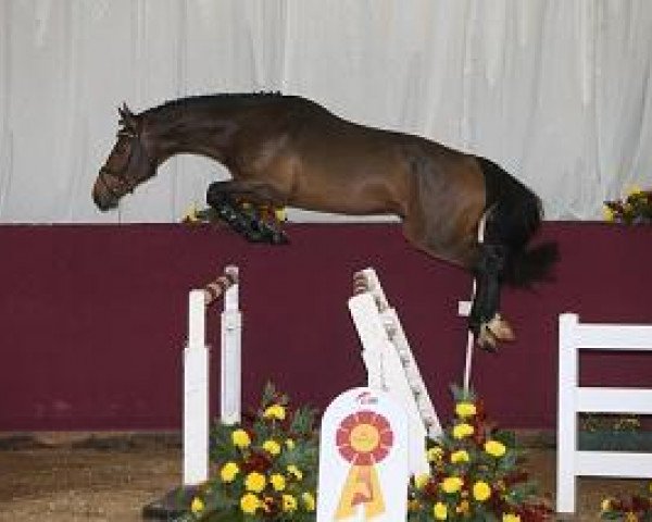 stallion Ice Age Number One (Holsteiner, 2012, from Numero Uno)