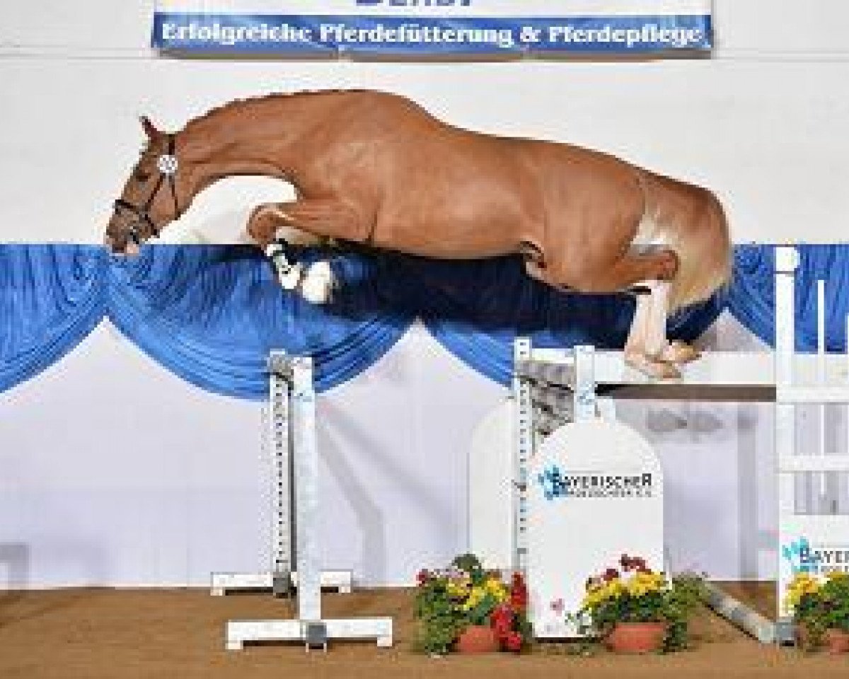 Cavallo da salto Lightning Colors (Bayer, 2012, di Los Angeles)