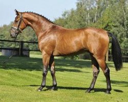jumper Lanillo Sky (Hanoverian, 2012, from Landadel)