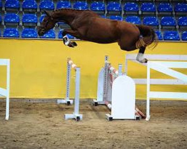 horse Hengst von I'm Special de Muze / Voltaire (German Sport Horse, 2012, from I'm Special de Muze)