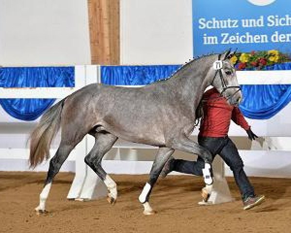 jumper Hoover (KWPN (Royal Dutch Sporthorse), 2012, from Clinton)
