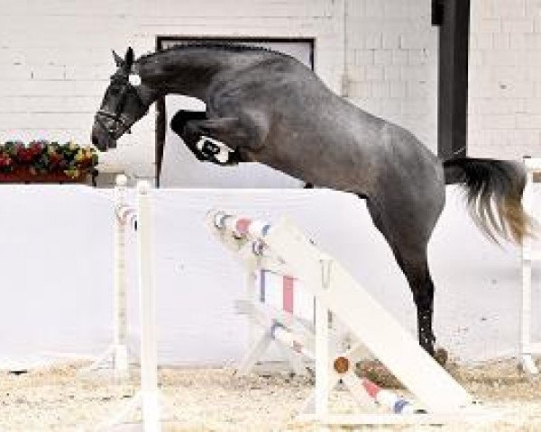 Pferd Milow van het Bevrijdthof (Belgisches Warmblut, 2012, von VDL Cardento 933)