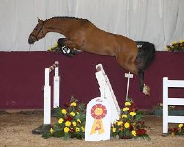 stallion Anton R (Württemberger, 2012, from Araconit)