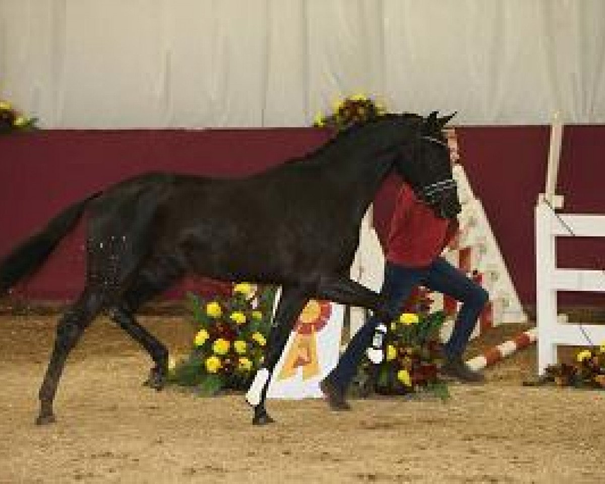 horse Hengst von Zack (Württemberger, 2012, from Zack)