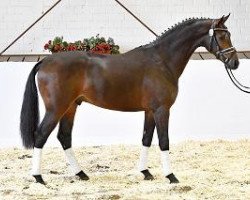 Pferd Rocksanador (Westfale, 2012, von Rock Forever NRW)