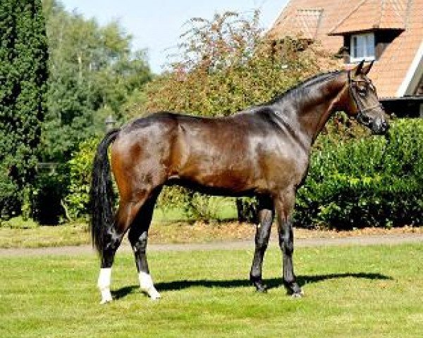 Deckhengst Quickstep Für Bärenherz (Hannoveraner, 2012, von Quasar de Charry)