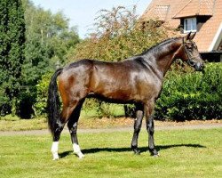 stallion Quickstep Für Bärenherz (Hanoverian, 2012, from Quasar de Charry)