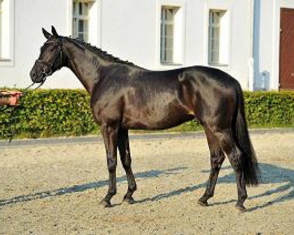 Deckhengst DSP Quato (Deutsches Sportpferd, 2012, von Quadroneur)