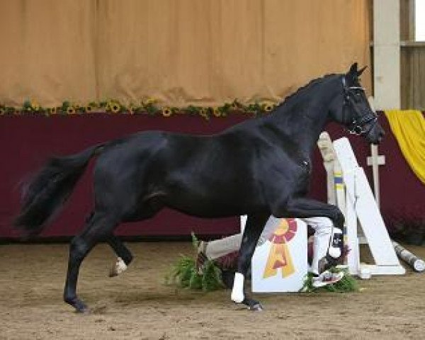 Pferd McCoffee (Oldenburger, 2012, von E.H. Millennium)