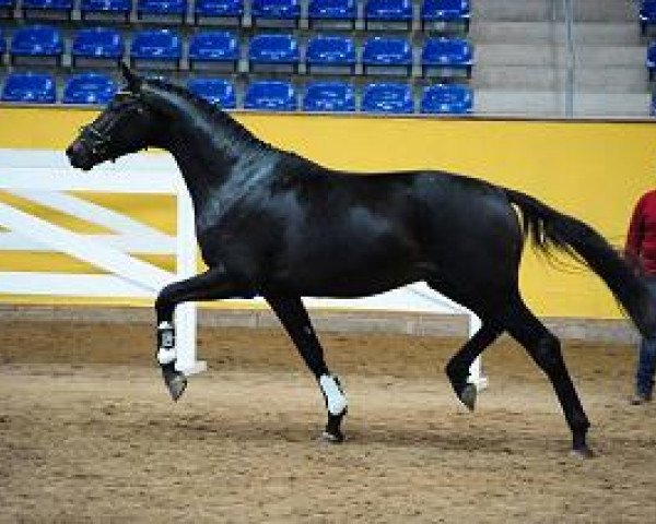 stallion Marrakesh (German Sport Horse, 2012, from E.H. Millennium)