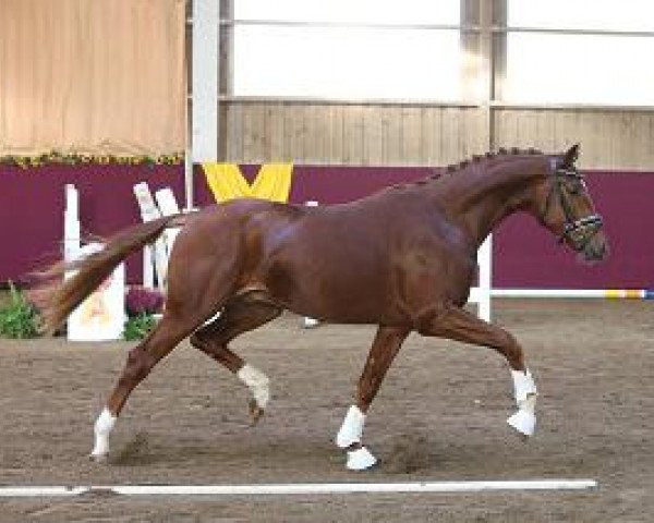 dressage horse FBW Löwenherz (Württemberger, 2012, from Lingh)