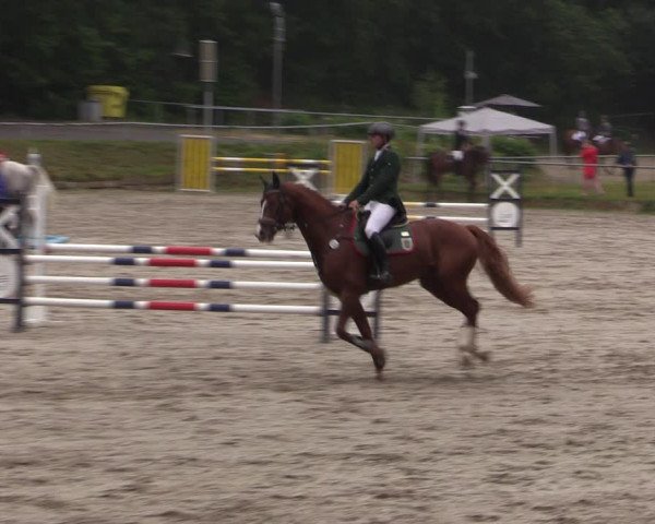 Reitturnier Lgl.-Oberhain, B95 2021