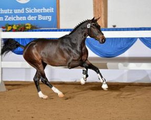 Ogier kryjący Frédéric (Bayer, 2012, od Fidertanz) - suedpferde.de - Das Portal der Süddeutschen Pferdezuchtverbände