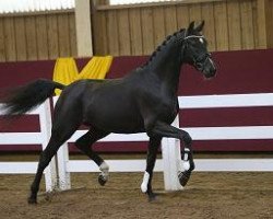 horse Dumbledore S (Holsteiner, 2012, from Decurio 3)