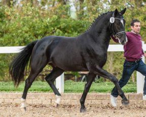 dressage horse Davinci 30 (German Sport Horse, 2012, from Decurio 3)