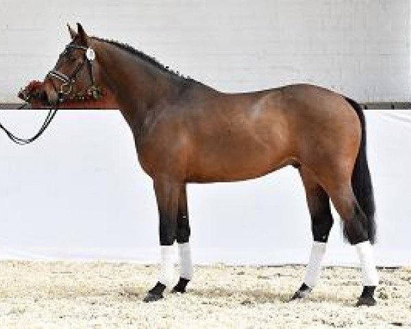 horse Conano (Hanoverian, 2012, from Conen)