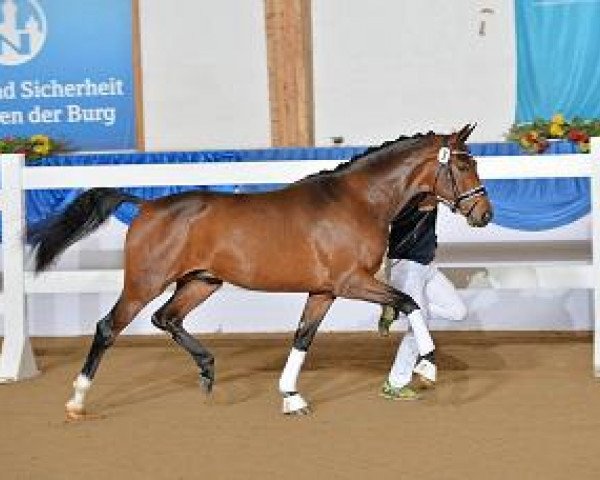 Deckhengst Boateng Gt (Bayer, 2012, von Breitling W)