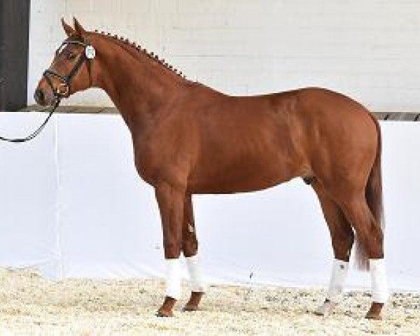 horse Blizzard 78 (Westphalian, 2012, from Banderas)