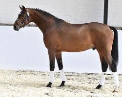 stallion Besito (Bavarian, 2012, from Bailamos Biolley)