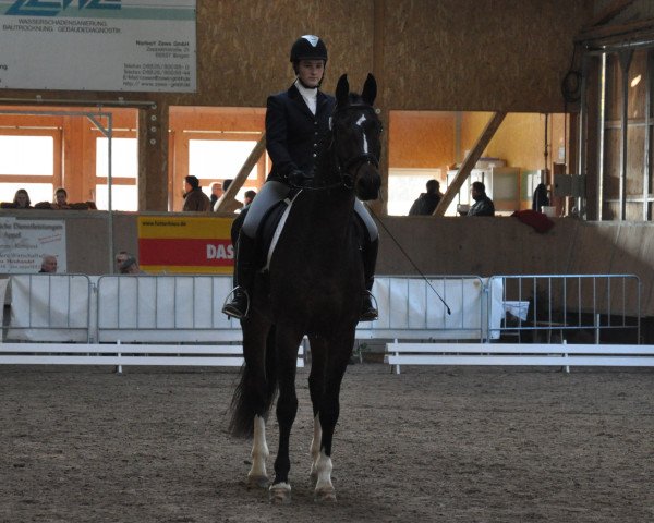 dressage horse Sokrates (Oldenburg, 2004, from Sandro Hit)