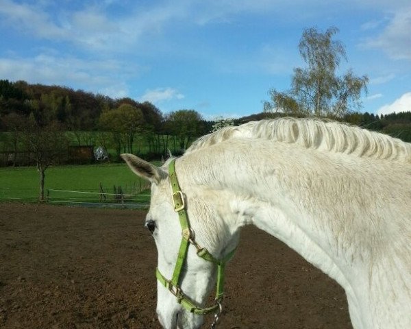broodmare Ozona (Holsteiner, 1999, from Exorbitant xx)