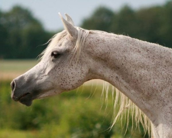 broodmare RA Nalia EAO (Arabian purebred, 1997, from Ruminaja Ali 1976 ox)