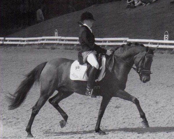 horse Melle Veronique (New Forest Pony, 1994, from Brummerhoeve's Boss)
