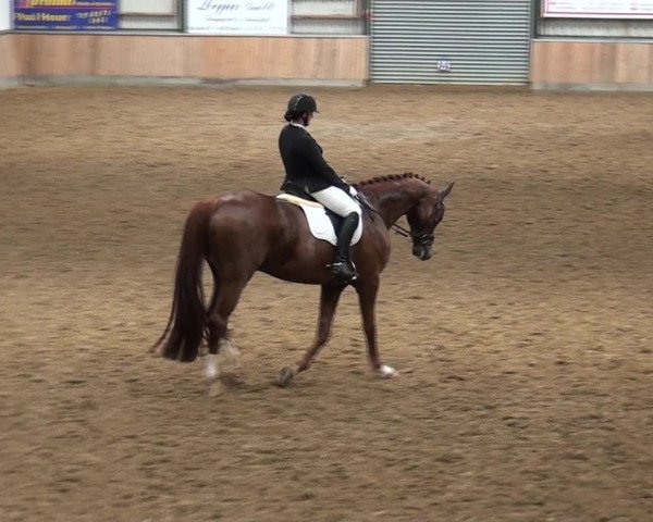 Reitturnier Rhede 2021