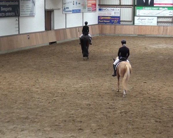 Reitturnier Rhede 2021