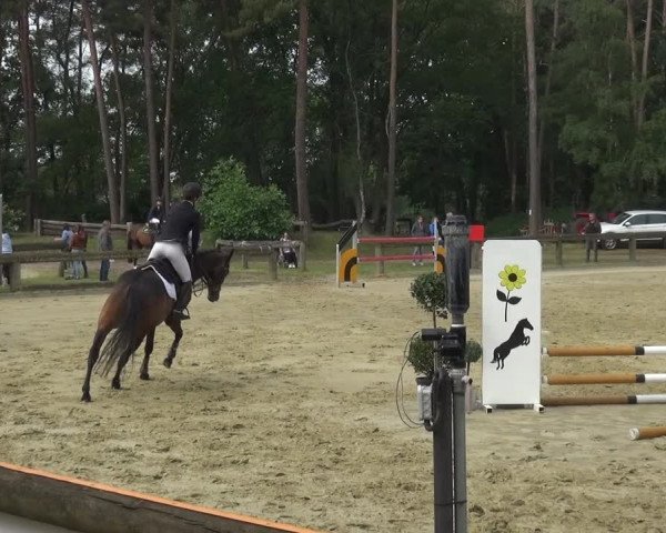 Reitturnier Rhede 2021