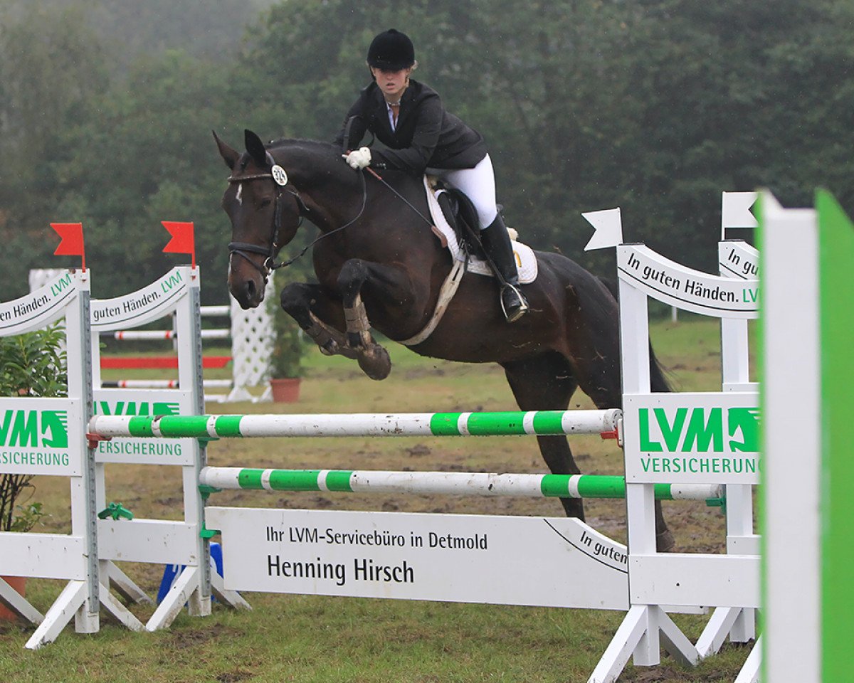 Springhest Escada (Oldenburger, 1994, fra Bouquet AA)