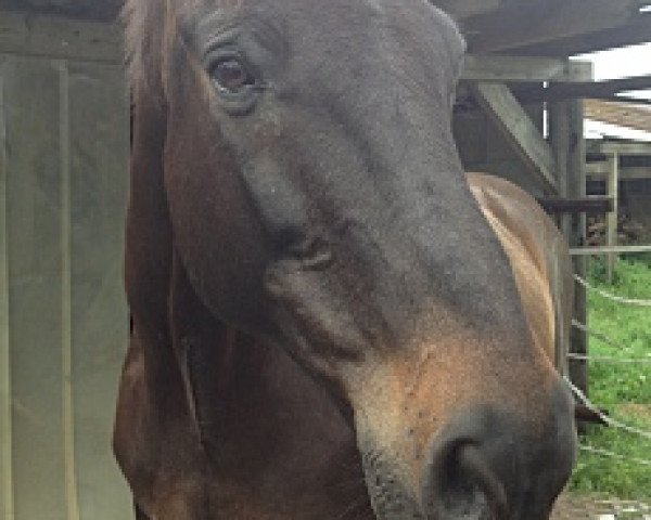 horse Nemo 13 (Oldenburg, 2009, from Nintender)