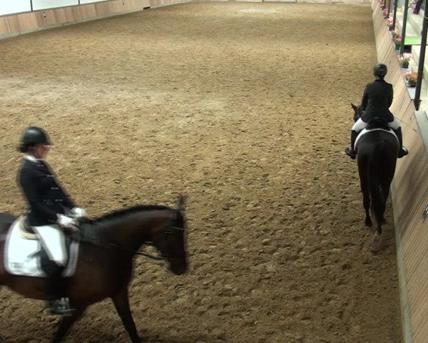 Reitturnier Rhede 2021