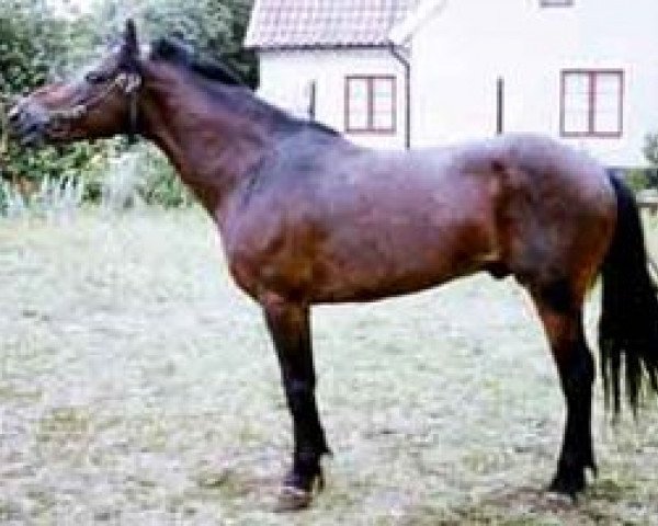 stallion Pysen III 134 (Gotland Pony, 1956, from Raketen RR 102)