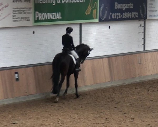 Reitturnier Rhede 2021
