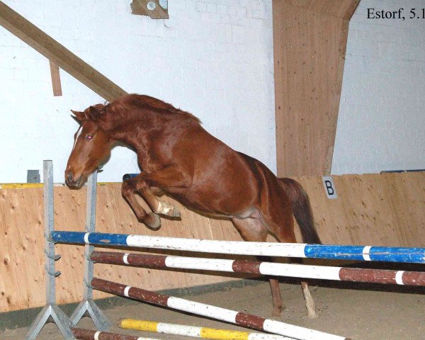 Pferd Helios (Hannoveraner, 2009, von Hendrix 7)