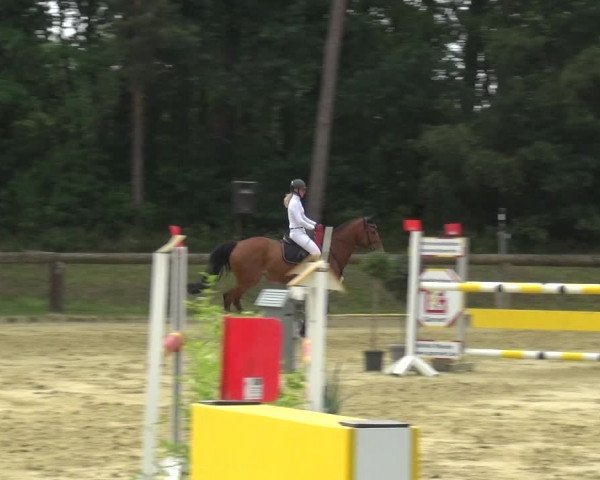 Reitturnier Rhede 2021
