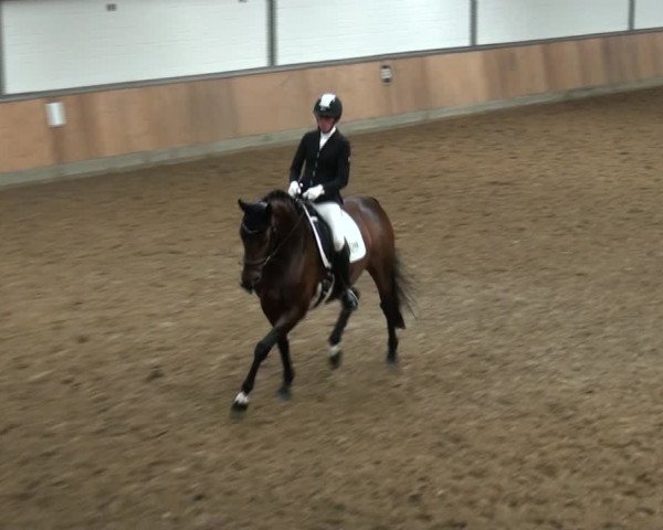 Reitturnier Rhede 2021