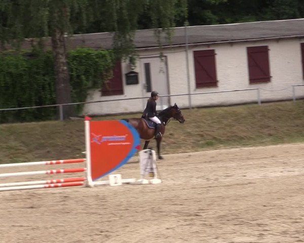 Reitturnier Lgl.-Oberhain, B95 2021
