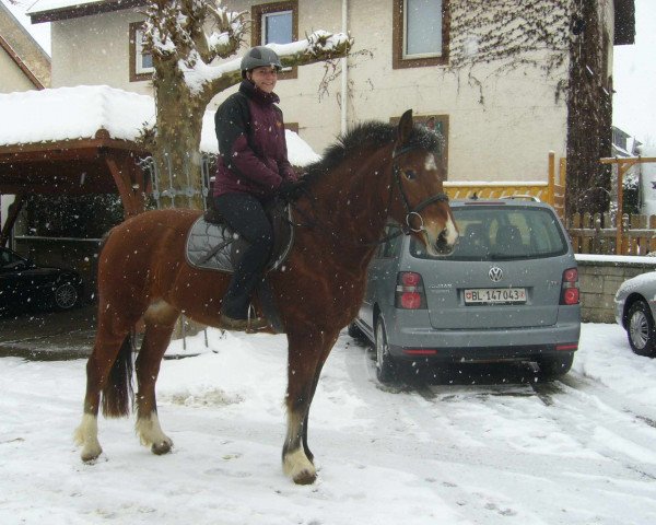horse Zit (Freiberger, 2009, from Hésiano)