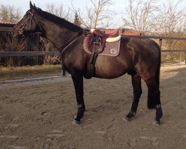 horse Zentina 4 (Holsteiner, 2007, from Lacantus) horse Zentina 4 (Holsteiner, 2007, from Lacantus)