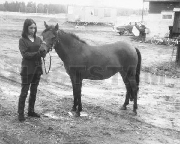 broodmare Tilde 587 (Gotland Pony, 1957, from Viggo RR 118) broodmare Tilde 587 (Gotland Pony, 1957, from Viggo RR 118)