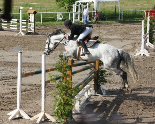 broodmare Zostara Postbaans (KWPN (Royal Dutch Sporthorse), 2004, from Silverstone)