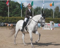 dressage horse Lucero (Lusitano, 1999)