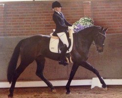 dressage horse Rubin's Ramba Zamba (Oldenburg, 2008, from Rosario 37)