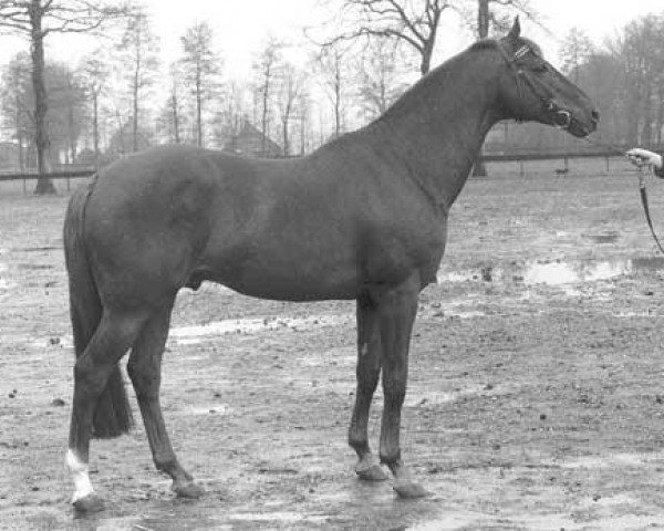 Deckhengst Gagson Wimborn AA (Anglo-Araber, 1980, von Gag xx) Deckhengst Gagson Wimborn AA (Anglo-Araber, 1980, von Gag xx)