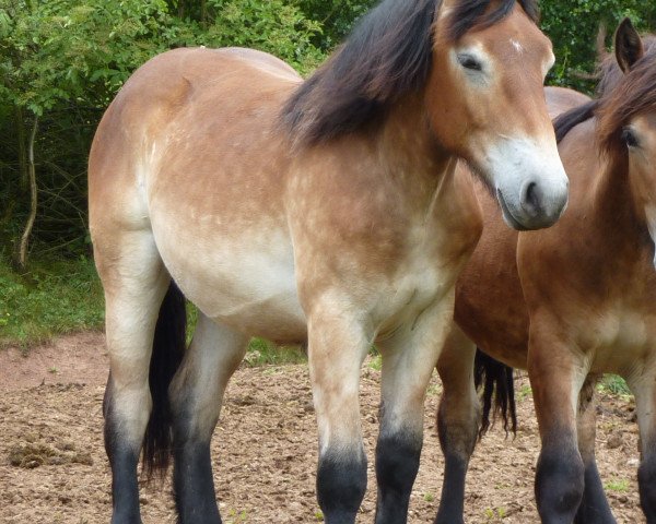dressage horse Mira (Rhenish-German Cold-Blood, 2013, from Erkan)